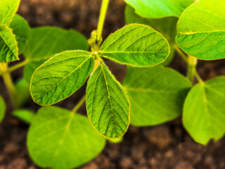 Closeup of soybean plants providing plant-based nutrition