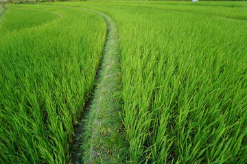 green rice field