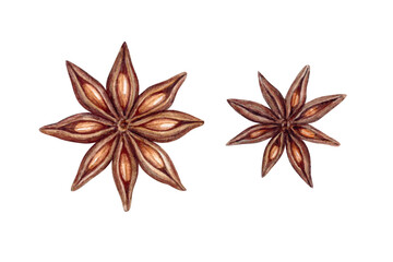 Anise stars, badian, baking ingredient, spice, seasoning, brown seeds. Hand-drawn watercolor illustration on white background.