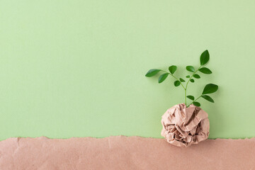 Sprout of small tree with green leaves growing from recycled craft paper top view. Eco, saving...