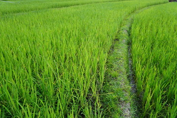 green rice field