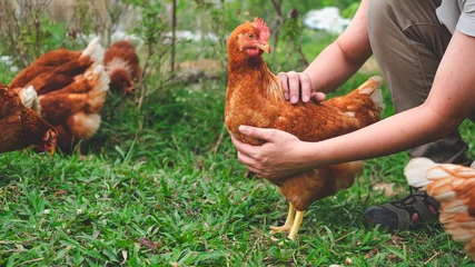 Poster Chicken or hen was holded by her owner, Concept of caring farming or agriculture. An eco-friendly or organic farm. Free cage hen, happy and healthy chicken in outdoor farm. slow lifestyles. © Irin
