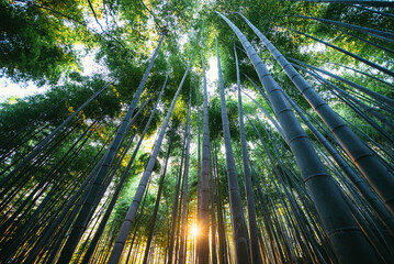 Japanese wanderlust travel. Bamboo forest in Kyoto countryside