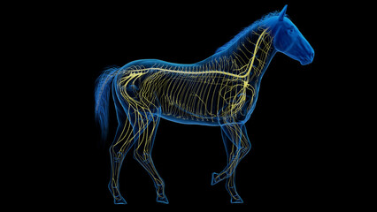 3D rendered medical illustration of a horse's nervous system - obrazy, fototapety, plakaty
