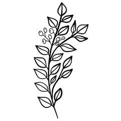 Winter twig line illustration isolated. Botanical wildflower.