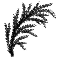 Winter twig line illustration isolated. Botanical wildflower.