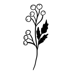 Winter twig line illustration isolated. Botanical wildflower.