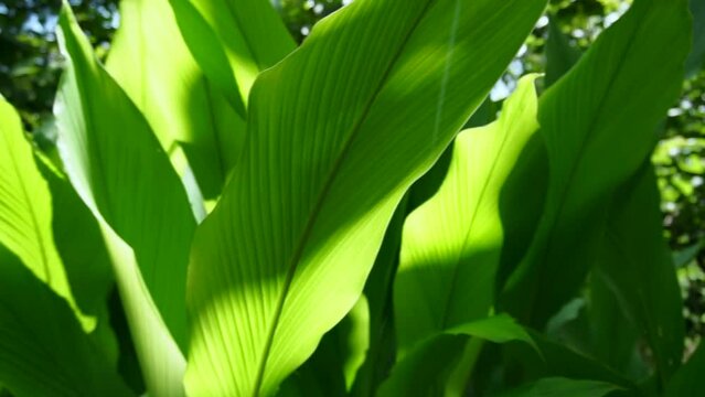 Closeup of green turmeric leaves dancing in the wind under the morning sun