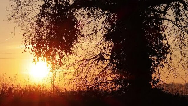 Albero quercia tramonto sole controluce sole atmosfera