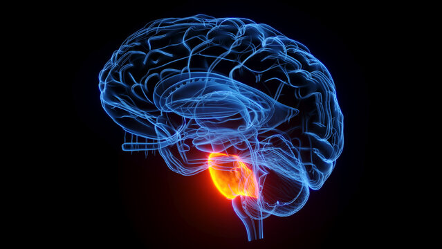 3D rendered medical illustration of the pons