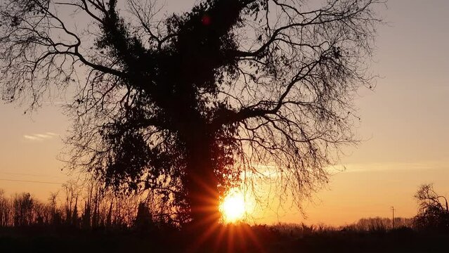 Albero quercia tramonto sole controluce sole atmosfera