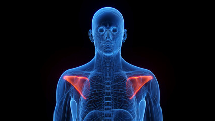 Obraz na płótnie Canvas 3D rendered medical illustration of a man's infraspinatus