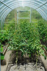 Naklejka premium Modern greenhouse with tomato plants. Flowering tomato plants. A tomato bush with yellow flowers.