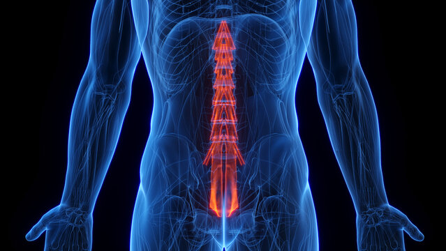 3D rendered medical illustration of a man's multifidus