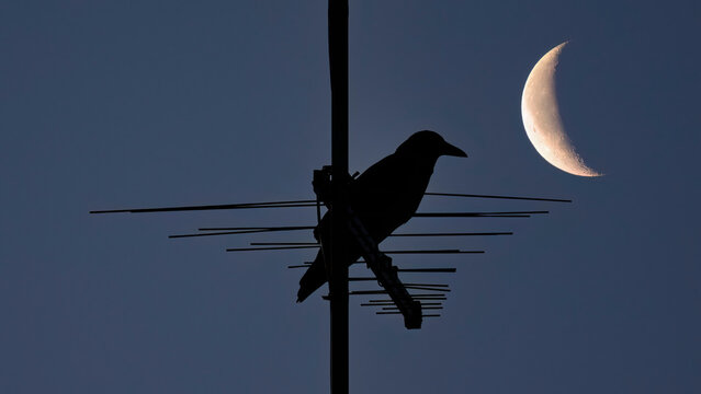 Silhouette of a crow perched on an antenna with the moon in background. Sleeplessness concept. Copy space image.