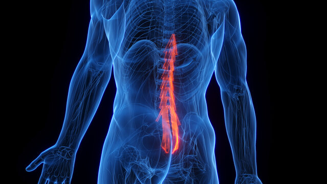3D rendered medical illustration of a man's multifidus