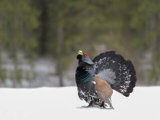 Majestic Western Capercaillie (Tetrao Urogallus) with big tail courting on a cold winter morning