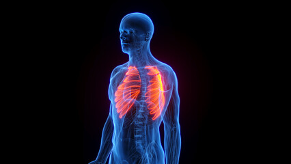 3D rendered medical illustration of a man's serratus anterior