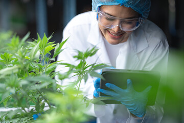 Grow facility for indoor cannabis hemp plants farm for high-quality medicinal product for medical purpose, Female scientist research and record data from gratifying cannabis plants in the pot