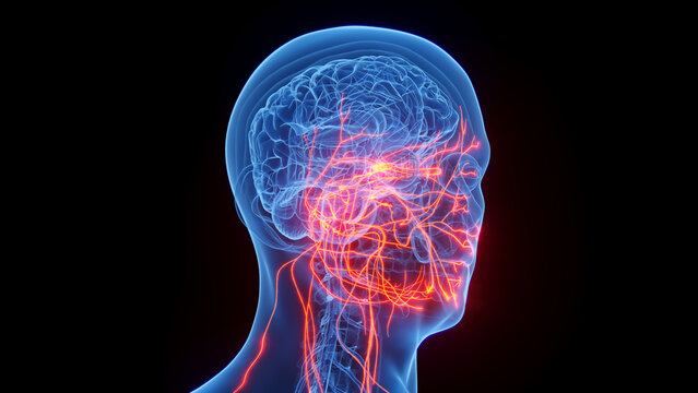 3D rendered medical illustration of a man's cranial nerves