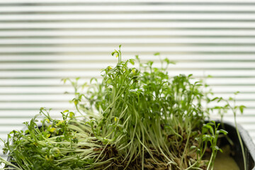 Photo of home-grown cress salad. grown in a plastic tub on the windowsill herbaceous edible plant