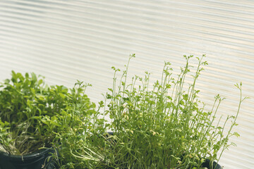 homemade greenery on the windowsill. home grown arugula