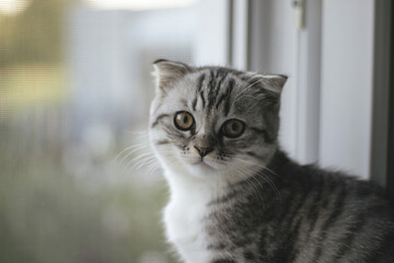gray kitten sits on the windowsill and looks at the photographer horizontal photo