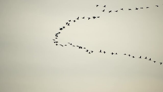 Flock of migratory birds. Cormorants flying in formation. Silhouette of black migratory birds, flying in sunset sky over sea along the coast. Great Cormorants - Phalacrocorax carbo. Slow motion