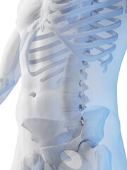 3D Rendered Medical Illustration of a man's skeletal system