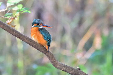 カワセミ(Kingfisher)　
