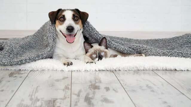 Cute kitten and puppy playing together. Cat and dog