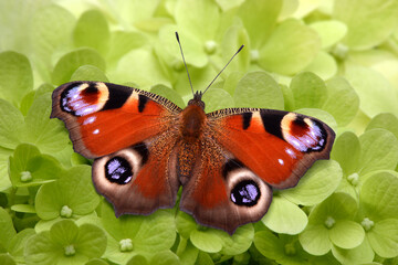 Schmetterling 1053 © K.-U. Häßler