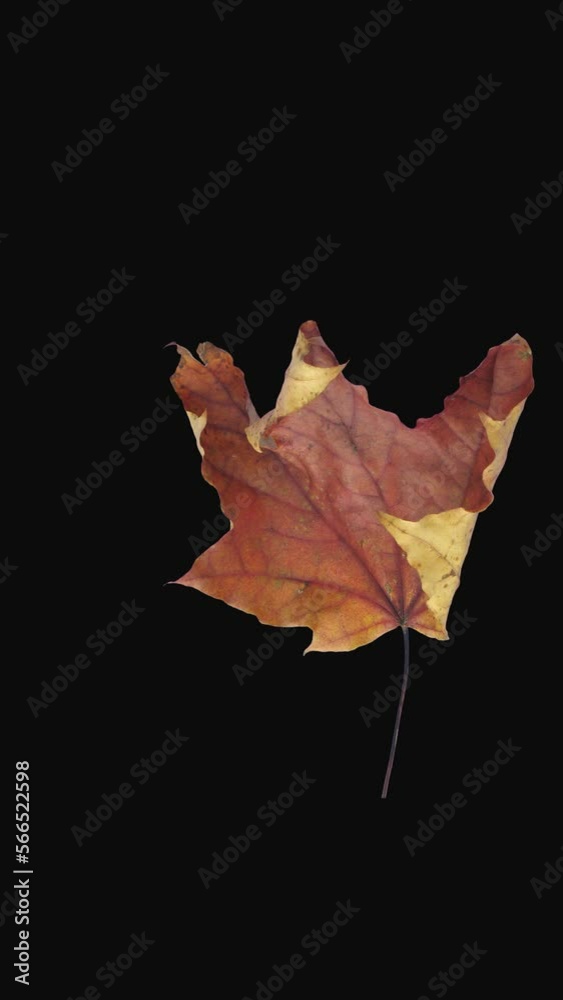 Wall mural time lapse of resurrection red maple leaf with alpha transparency channel isolated on black backgrou