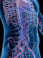 3D rendered medical illustration of a man's vascular system