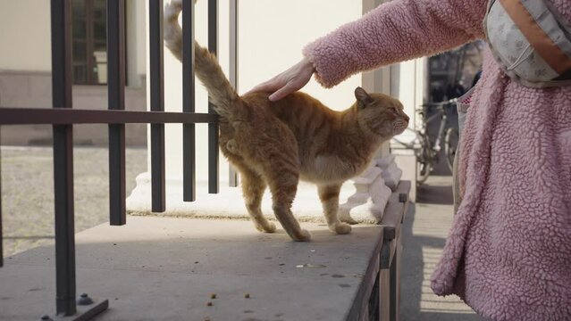 Woman petting a three-legged street stray cat on a city street while walking