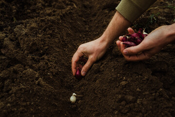 a male farmer plants colored, white and purple onion seedlings with his hands for growing a crop in a vegetable garden