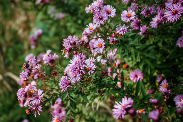 bright purple flowers chrysanthemums among the greenery 1