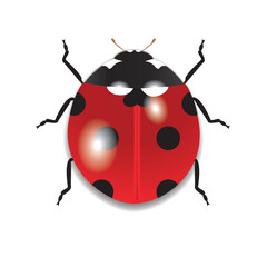 Red Ladybug isolated on a white background