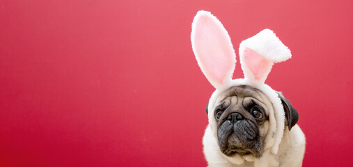Beige pug dog with rabbit bunny ears on a red background. Easter concept. The concept of carnival,...