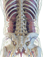 3D rendered medical illustration of a man's abdominal organs