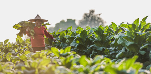 Obraz na płótnie Canvas Female Farmer working agriculture in tobacco fields