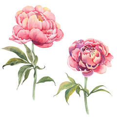 Pink peonies floral set. Watercolor illustration isolated on white background. - 566524745