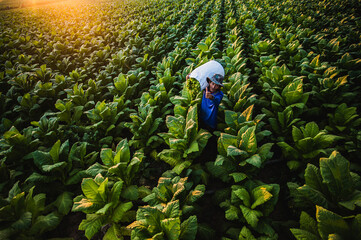 Asian male farmer working with agriculture in the tobacco plantation