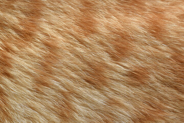 Ginger cat fur texture background.
