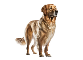 Golden retriever dog isolated on white, generative ai, png