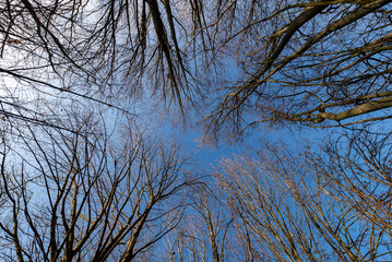 Fototapeta na wymiar Die filigranen, laublosen Äste und Zweige der Baumkronen eines Laubwaldes in Unteransicht vor blauem, wolkenlosem Himmel im Winter oder Herbst
