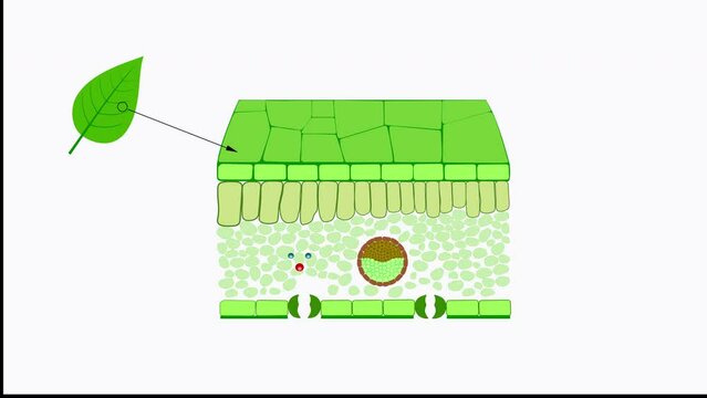 Gas exchange in leaves. Animation.