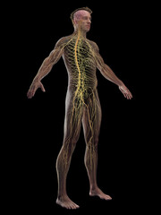 3D rendered medical illustration of a man's nervous system