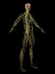 Obraz premium 3D rendered medical illustration of a man's nervous system