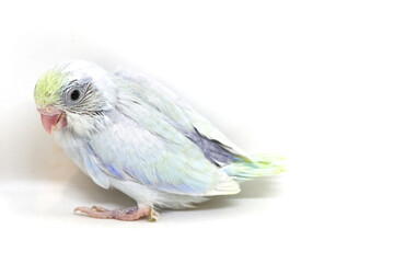 Selective focus of forpus parrotlet newborn bird studio shot on white background